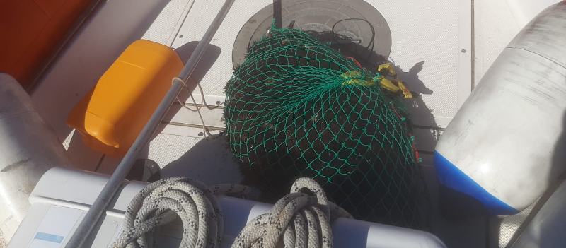 Sequestrati oltre 150 ricci di mare pescati nell'area della Riserva delle Egadi