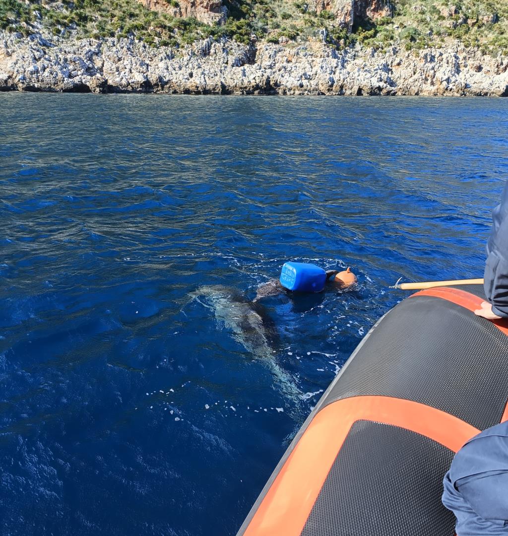 Salvato un cucciolo di delfino impigliato in una rete