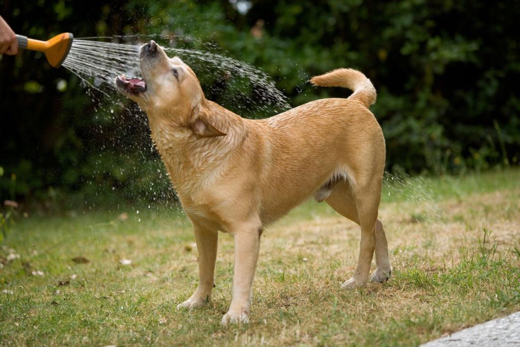 Tremenda estate calda. Tuteliamo i nostri animali dalle elevate temperature