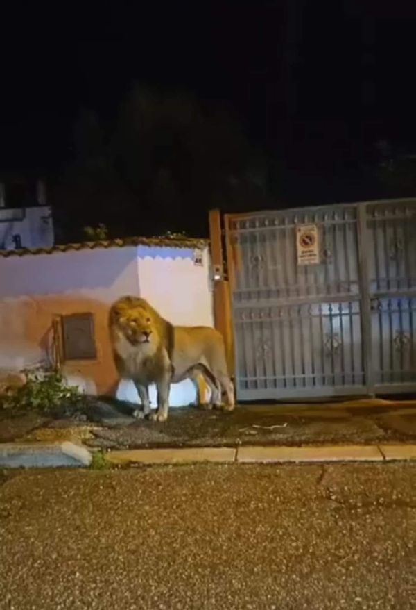 Leone in giro per le vie di Ladispoli, l'appello dell'Oipa: 'Mai più animali nei circhi'