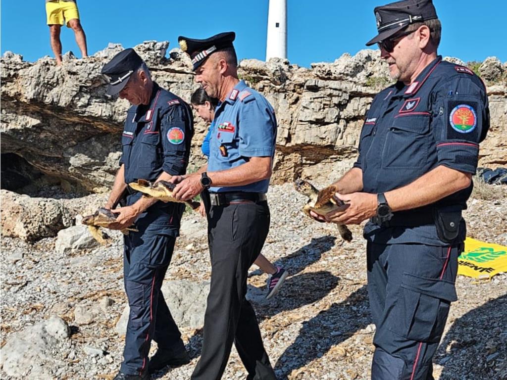Egadi: restituite al mare tre tartarughe salvate dai Carabinieri (VIDEO)