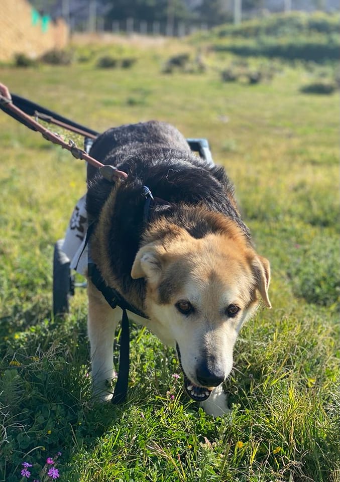 Ciao Lillo, buon ponte al cane di quartiere di Napola