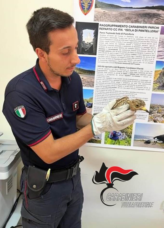 Pantelleria, i carabinieri salvano un occhione ferito