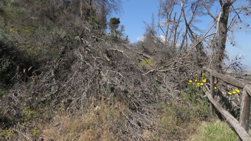 Safina (PD): “Necessari interventi per la messa in sicurezza delle strade forestali nel territorio di Montagna Grande