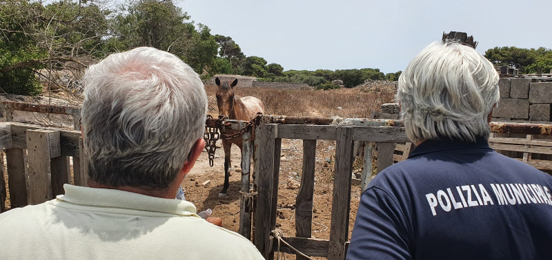 Favignana: il cavallo abbandonato in un campo, la denuncia di Red Ronnie