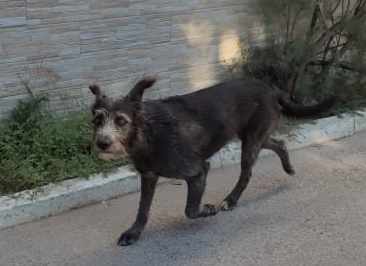 Cane avvelenato a Kartibubbo, l'indignazione del sindaco