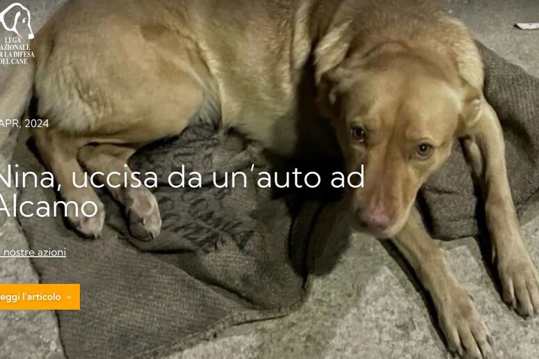 Cane investito e ucciso ad Alcamo, Lndc denuncia