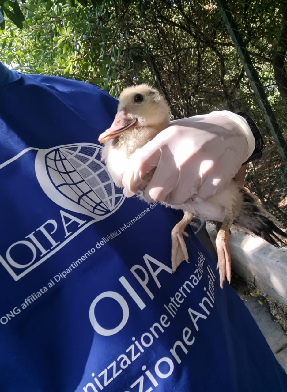Trapani, gli animali della villa Margherita trasferiti a Buseto Palizzolo