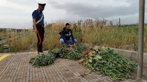 Scoperta una piantagione di papavero da oppio