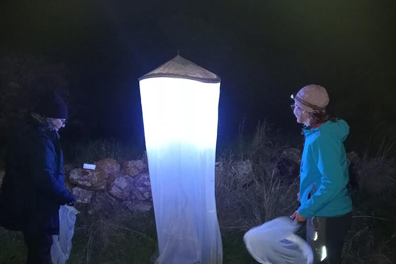 Al parco di Pantelleria si monitorano insetti impollinatori