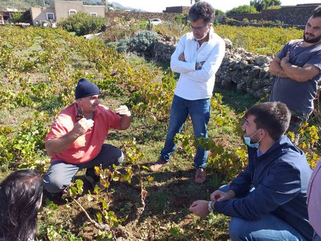 Pantelleria: studio 'La Sapienza' su vite ad alberello