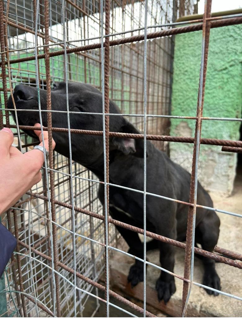 Trapani, i cuccioli dell'Oipa che cercano casa