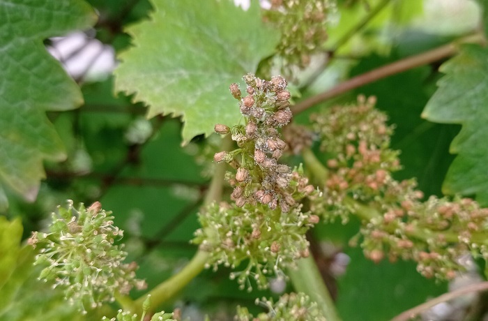 Danni ai vigneti, l'Amministrazione di Castellammare chiede lo stato di calamità naturale