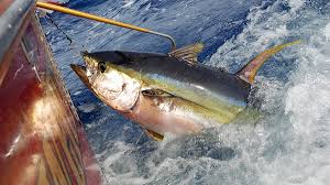 Pesca. Messina (Ugl Sicilia): 