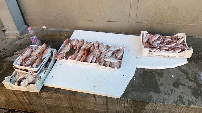 Mazara, sequestrati 12 chili di pesce non tracciato
