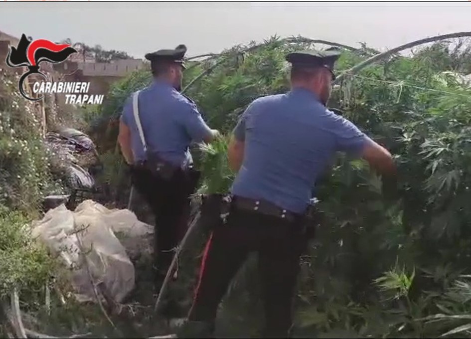 Petrosino, scoperta maxi piantagione di canapa indiana (VIDEO)