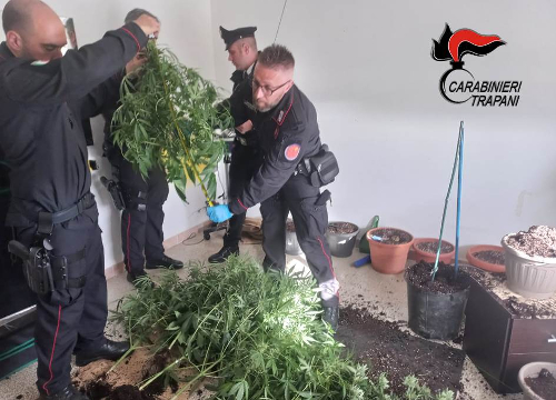 Marsala: controlli dei carabinieri, sequestrate otto piante di marijuana