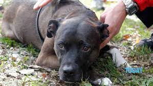 Trapani, sequestrato pitbull abbandonato sul terrazzo: denunciata la proprietaria