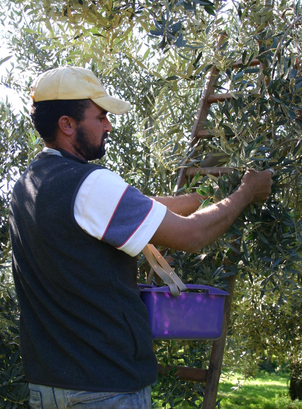 'Sulla via dell'olio novello', dalla raccolta delle olive alla degustazione dell'Olio Evo