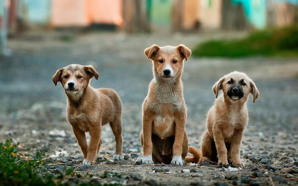 Oltre 200 i cani avvelenati nel mese di maggio tra Sicilia e Calabria