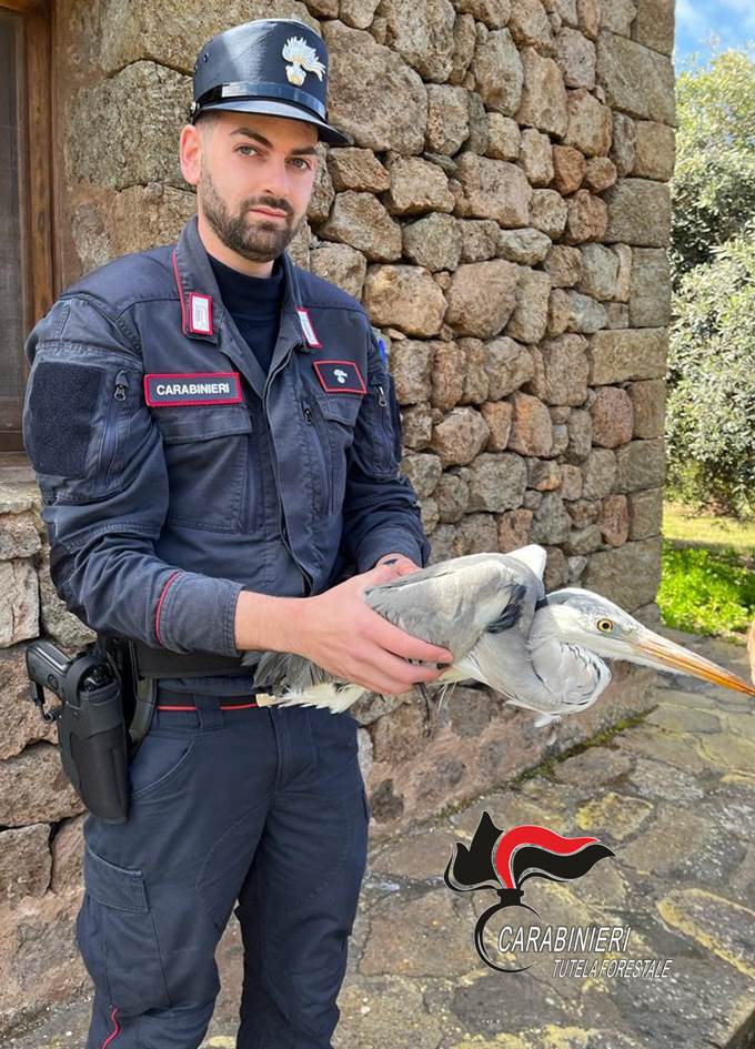Pantelleria, i Carabinieri salvano un airone ferito