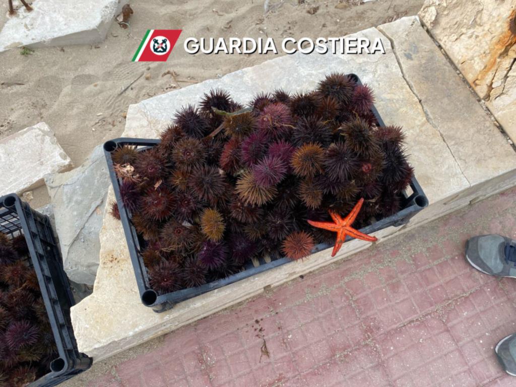 Trapani, la Guardia costiera sequestra 300 ricci di mare