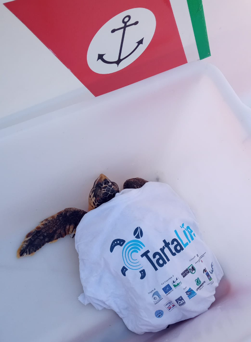 Marettimo: torna in mare una delle tartarughe curate nel centro di recupero dell'Area Marina Protetta
