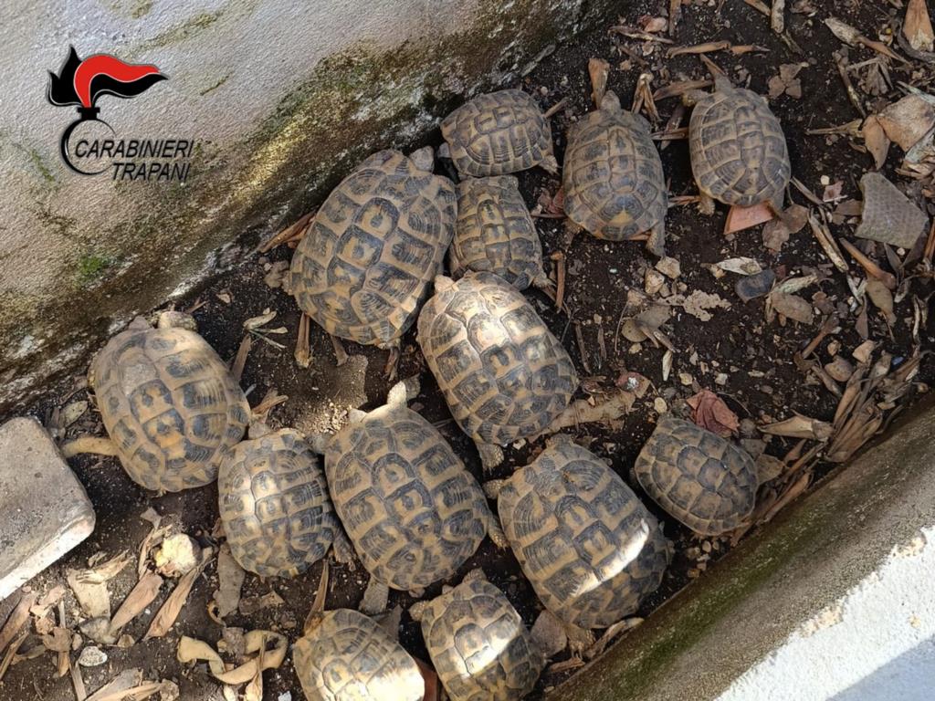 Custonaci, aveva in casa 15 tartarughe di specie protetta: denunciato