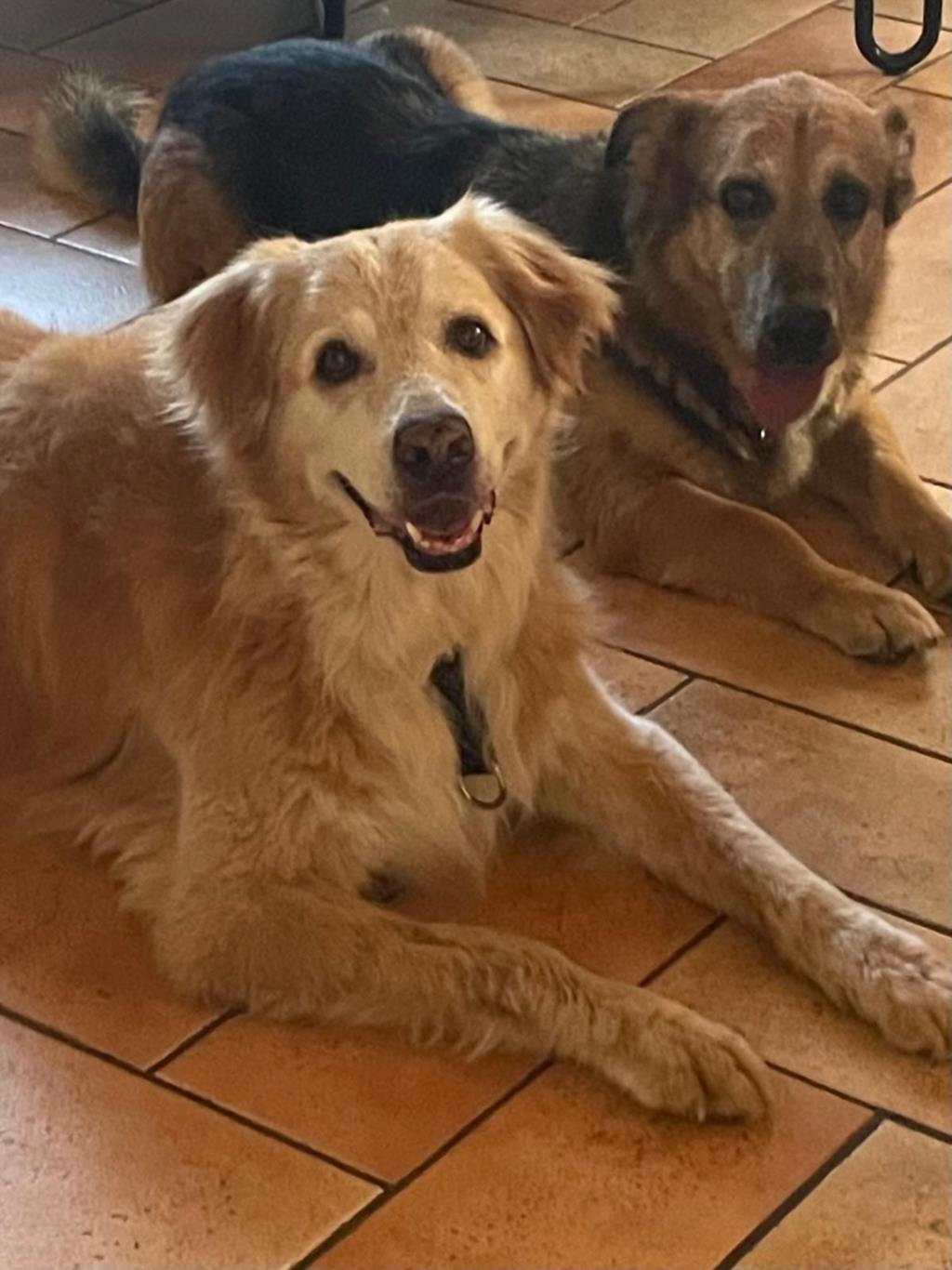 Tommi e Spotty: due anime gentili e inseparabili che cercano casa e amore