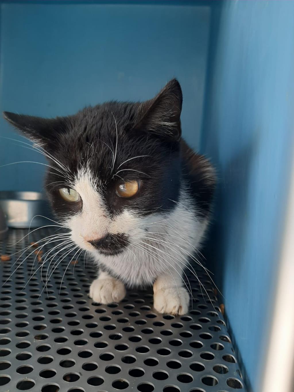 Addio dolce Tommy, buon ponte cucciolo