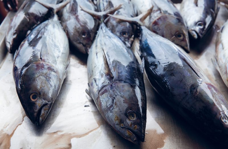 Tonno rosso, il ministero riconosce quote per la piccola pesca costiera in Sicilia