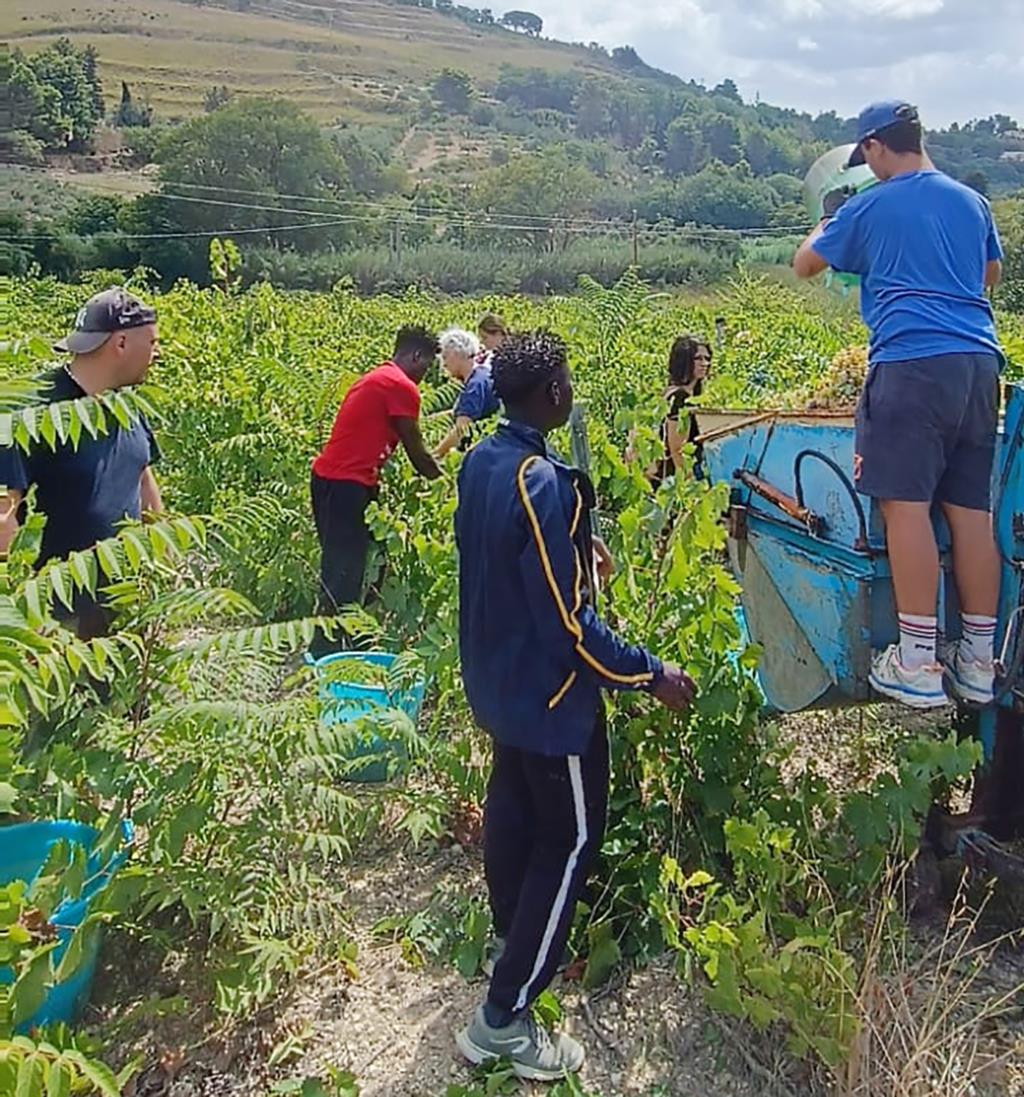 Vendemmia della legalità a Salemi, raccolti 35 quintali di uva