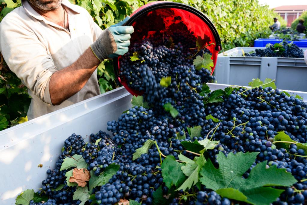 Le cantine sociali di Marsala e Petrosino fermano la vendemmia