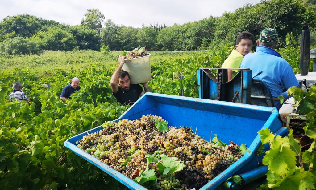 A Salemi torna 'La vendemmia della legalità'