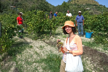 A Salemi la vendemmia legalità in un terreno confiscato alla mafia