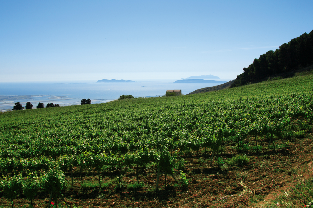 Erice, il Consiglio approva la mozione a sostegno del settore vitivinicolo