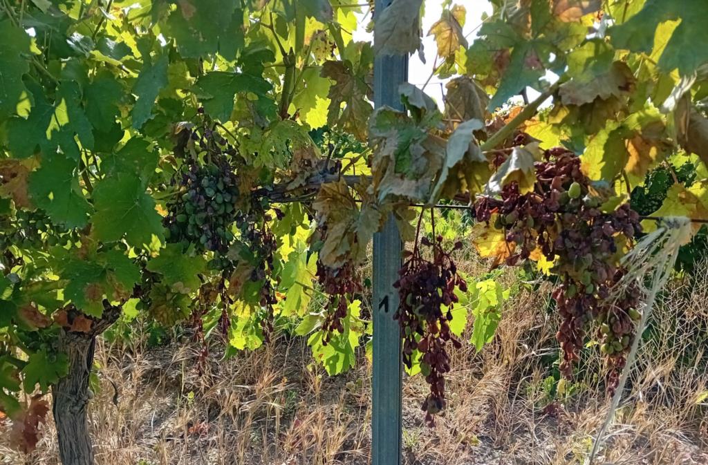 Crisi viticoltura, il Comune di Salemi chiede lo stato di calamità