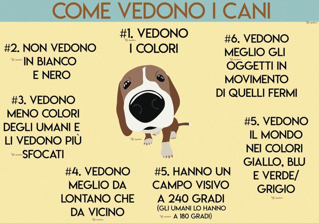 Come vedono i nostri cani? (VIDEO)