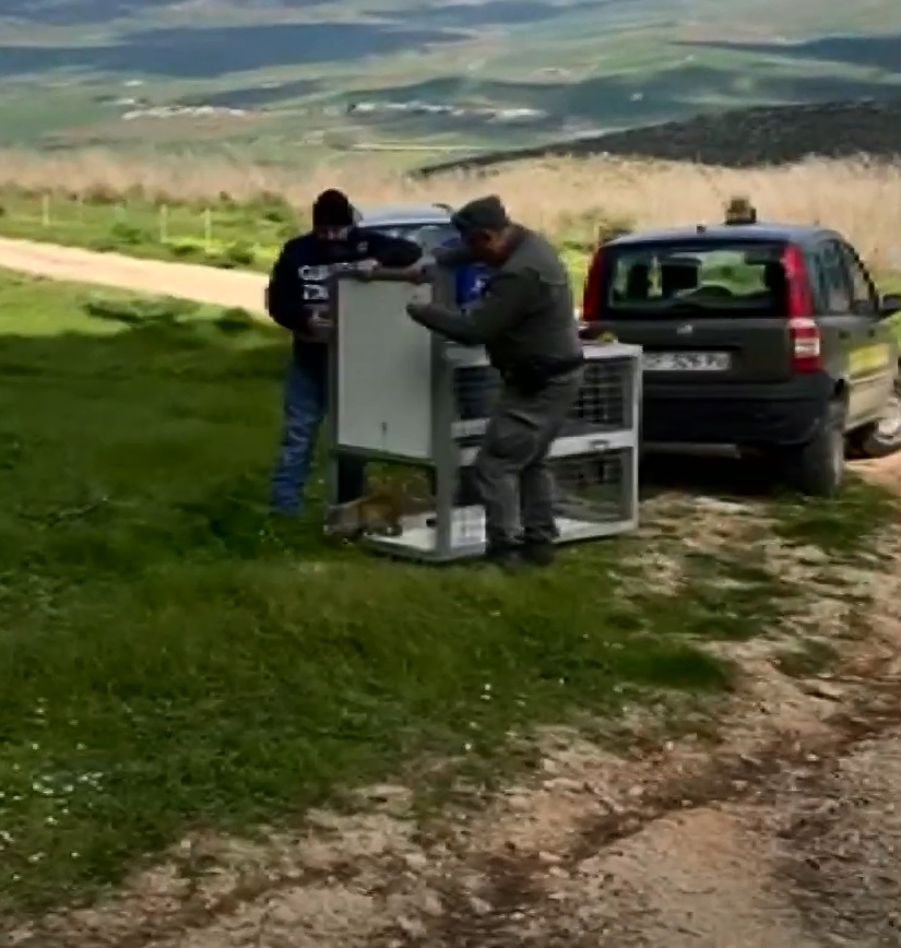 Giovane volpe liberata a Montagna Grande dopo tre mesi di cure