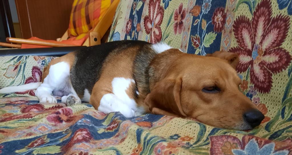 Il sonno dei nostri cani. Curiosità e modalità del riposo (VIDEO)