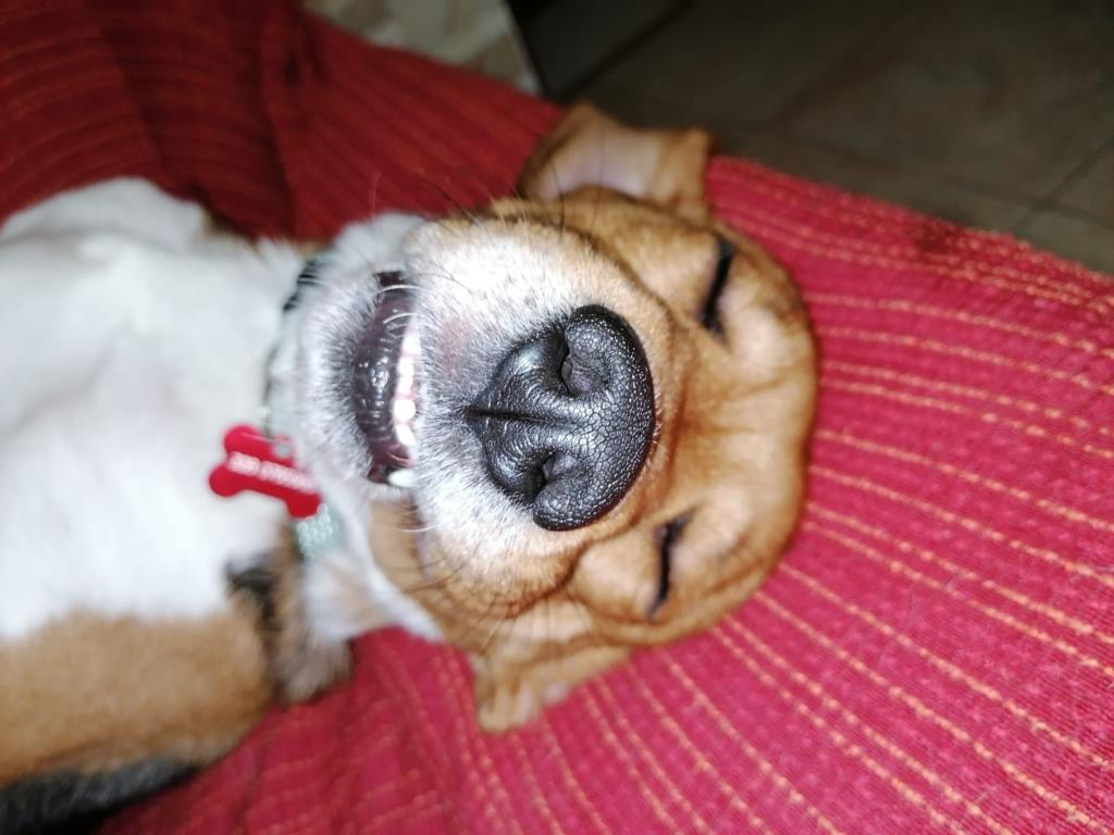 Il sonno dei nostri cani. Curiosità e modalità del riposo (VIDEO)