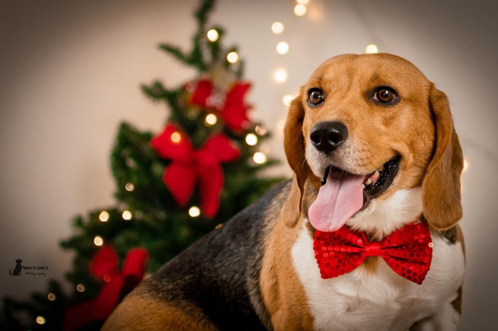 Natale: i regali perfetti per i nostri pets (VIDEO)