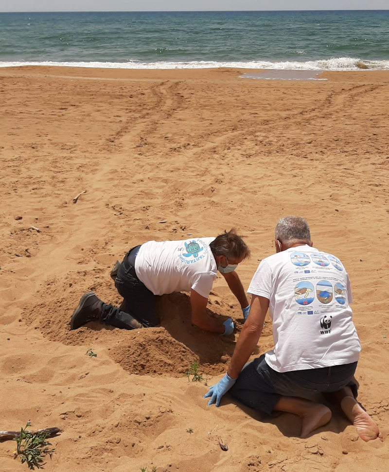 Avvistata una tartaruga caretta caretta sulla spiaggia di Triscina di Selinunte