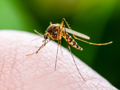 Marsala: West Nile, nessun allarme